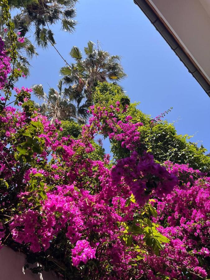 Palma Rosa Hotel Camyuva 외부 사진